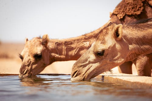 Free Camels Drinking Water  Stock Photo