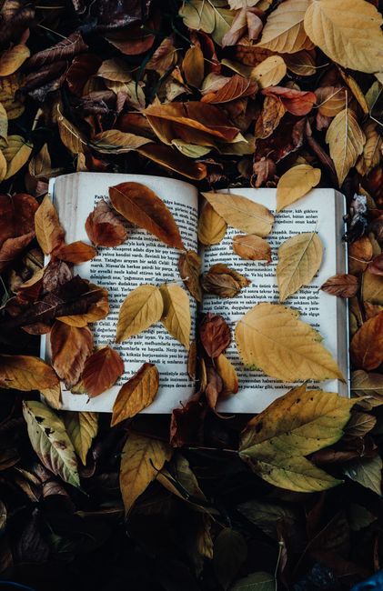 An open book resting among vibrant brown leaves, capturing the essence of fall.