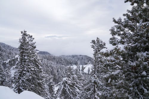 Gratis Fotos de stock gratuitas de conífero, cubierto de nieve, frío Foto de stock