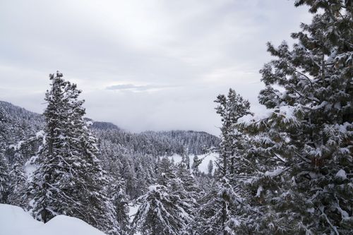 Free Serene winter landscape of snow-covered coniferous trees under a cloudy sky. Stock Photo