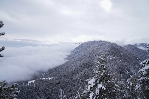 Fotobanka s bezplatnými fotkami na tému chladný, hora, horský les