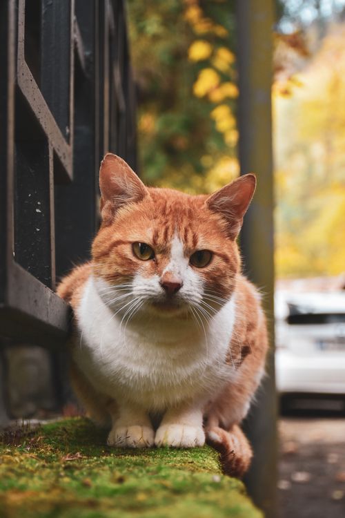 Free Adorable tabby cat sitting on a mossy ledge in an autumn setting, showcasing its curious expression. Stock Photo