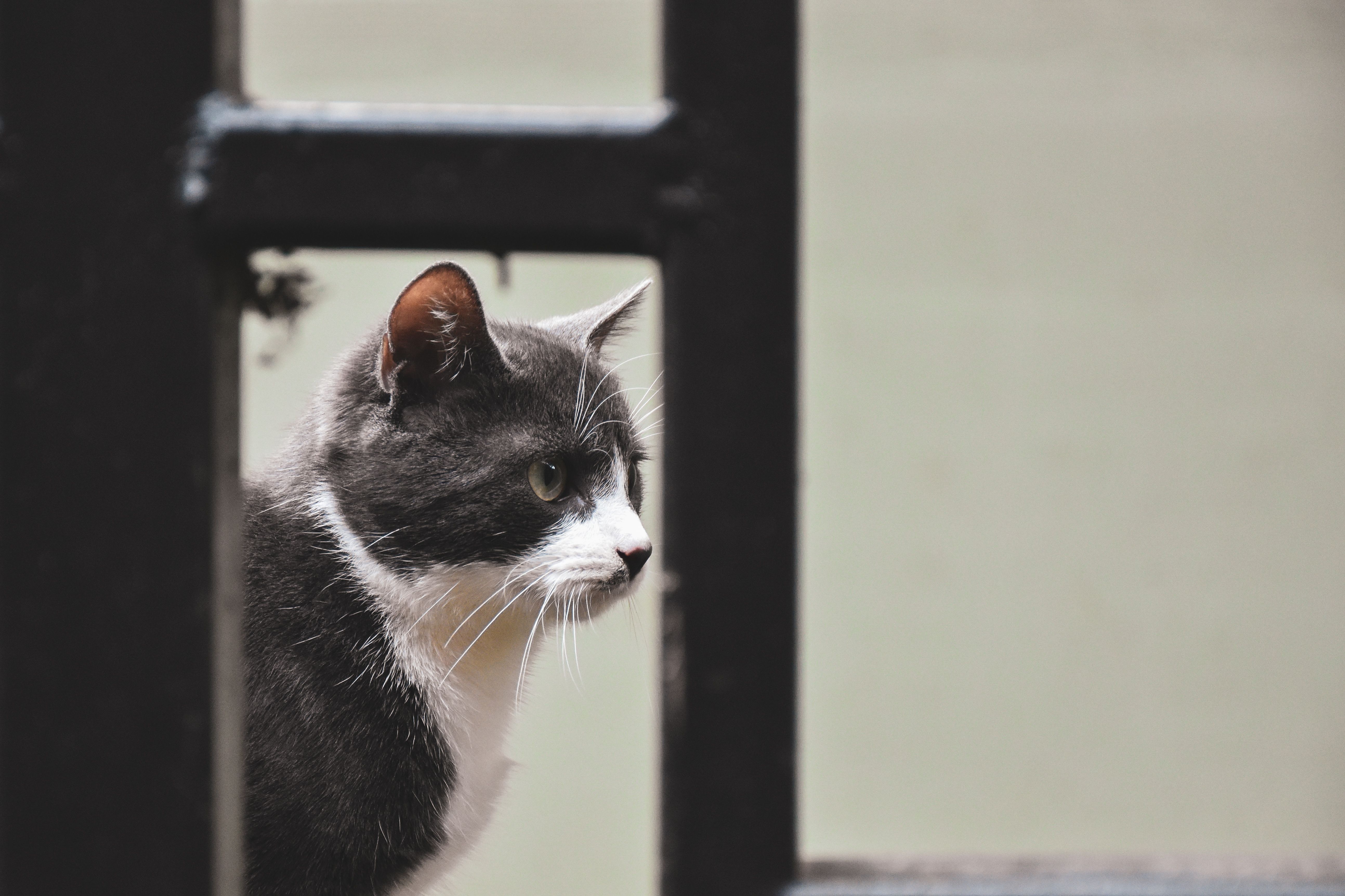 A close-up side profile of a gray and white tabby cat looking pensively through a window.