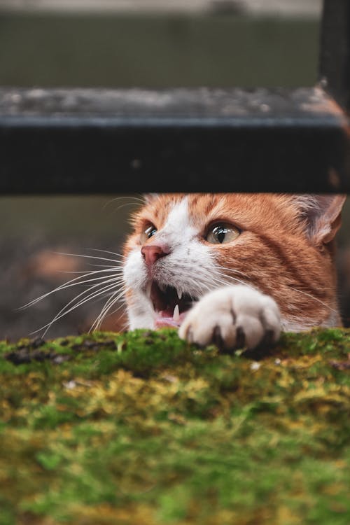 A White and Orange Cat in Close-Up Photography