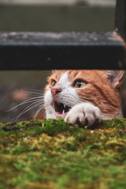Free Ginger and white cat peeking over a moss-covered ledge. Perfect for pet lovers. Stock Photo