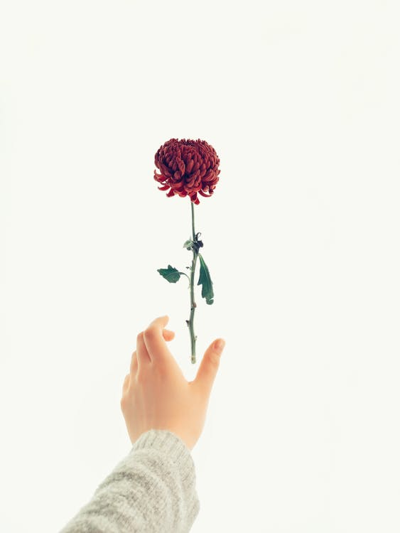 Foto profissional grátis de fechar-se, flor, flor vermelha