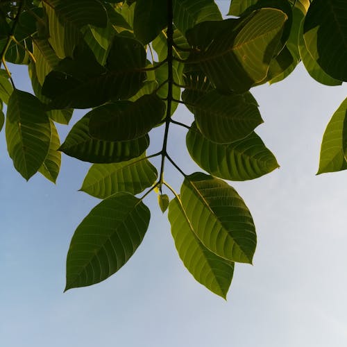 무료 녹색 잎 스톡 사진
