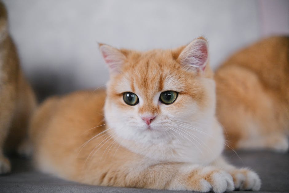 Orange Tabby Cat Lying on Gray Textile