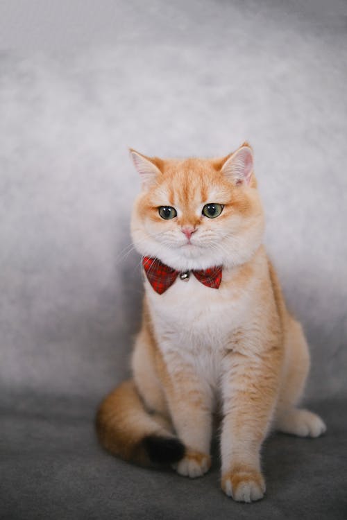 Free Cat Wearing a Bow Tie  Stock Photo