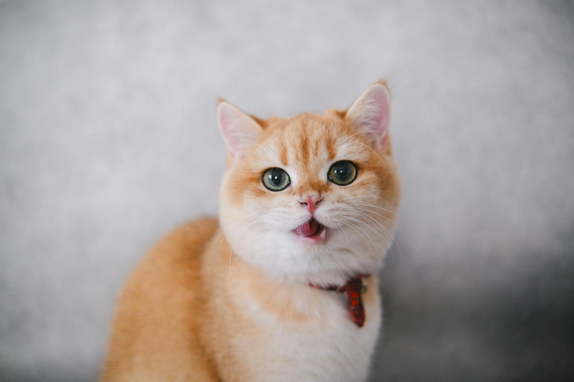 Photo of a Cat with an Open Mouth