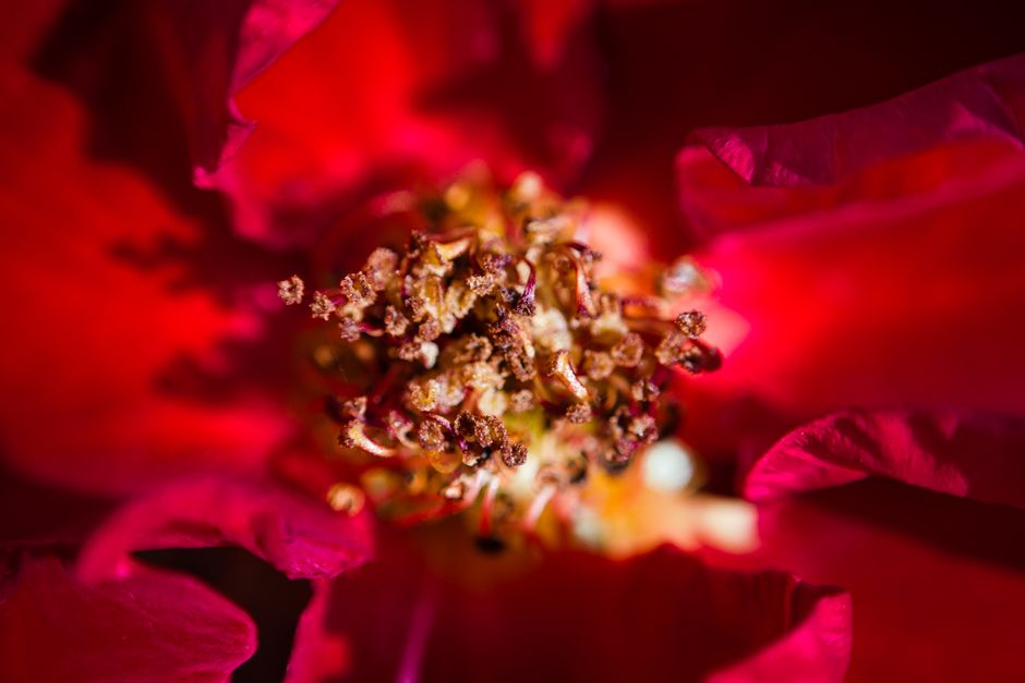 Close-up of a vibrant red flower, showcasing intricate details and vivid colors.