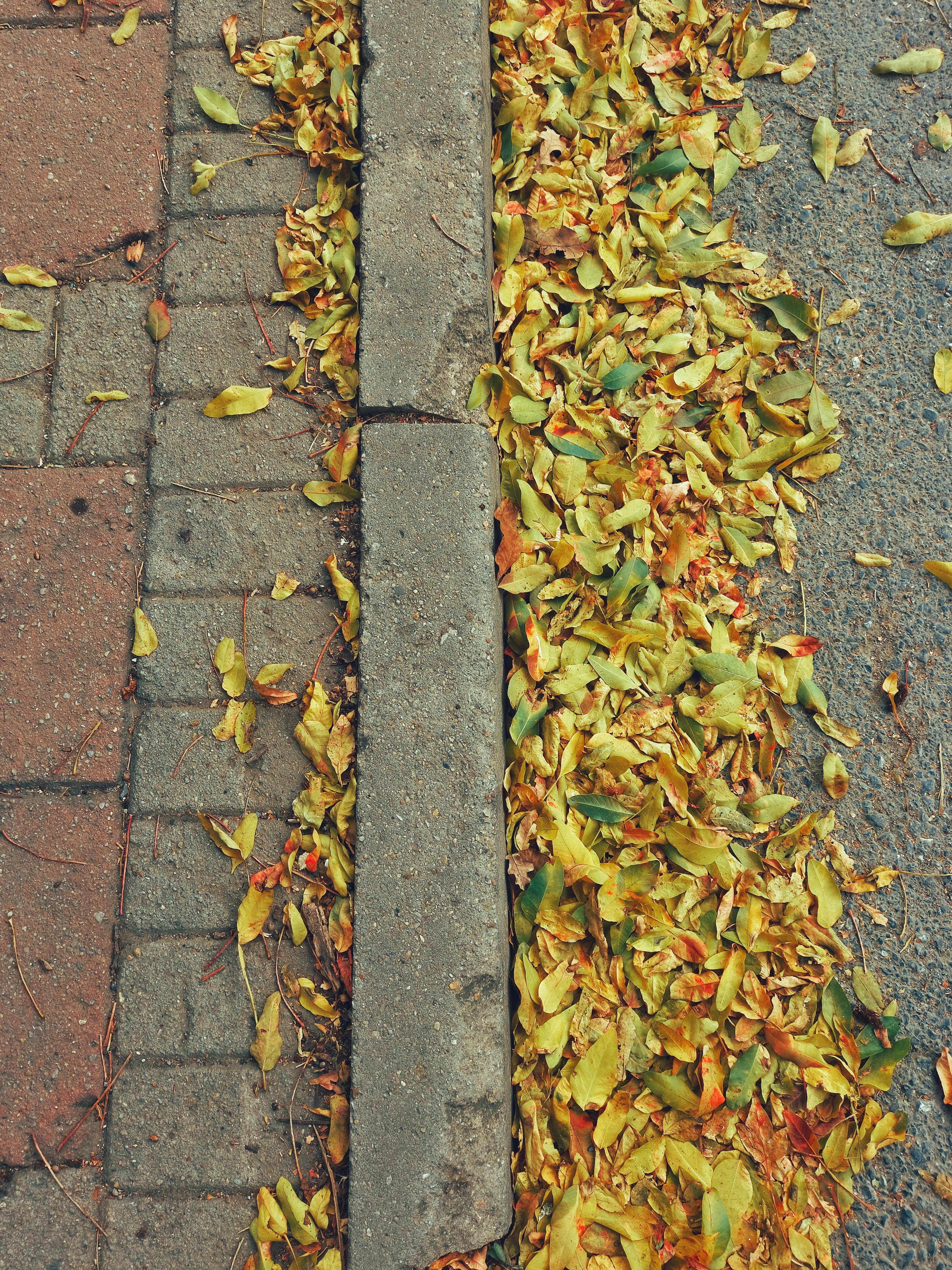 Free A vibrant display of fallen yellow leaves covering an urban pavement during fall season. Stock Photo