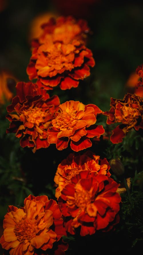 オレンジの花, ナチュラル, フローラの無料の写真素材