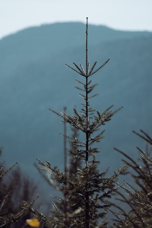 Ilmainen kuvapankkikuva tunnisteilla ikivihreä, lähikuva, lehdet