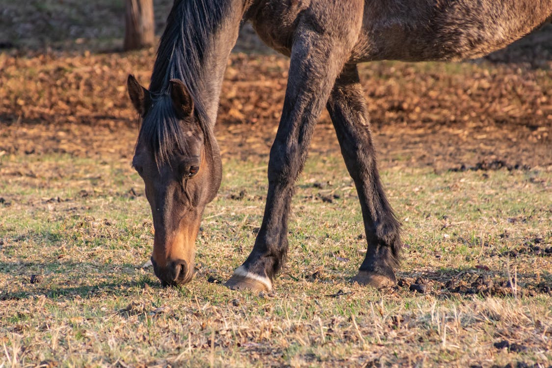 Free stock photo of animals, farm, farm animals