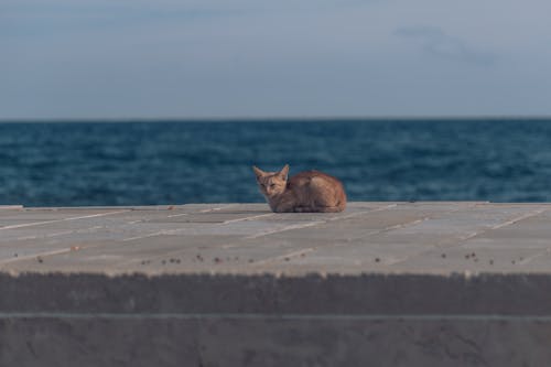 Imagine de stoc gratuită din adorabil, animal de casă, animal domestic