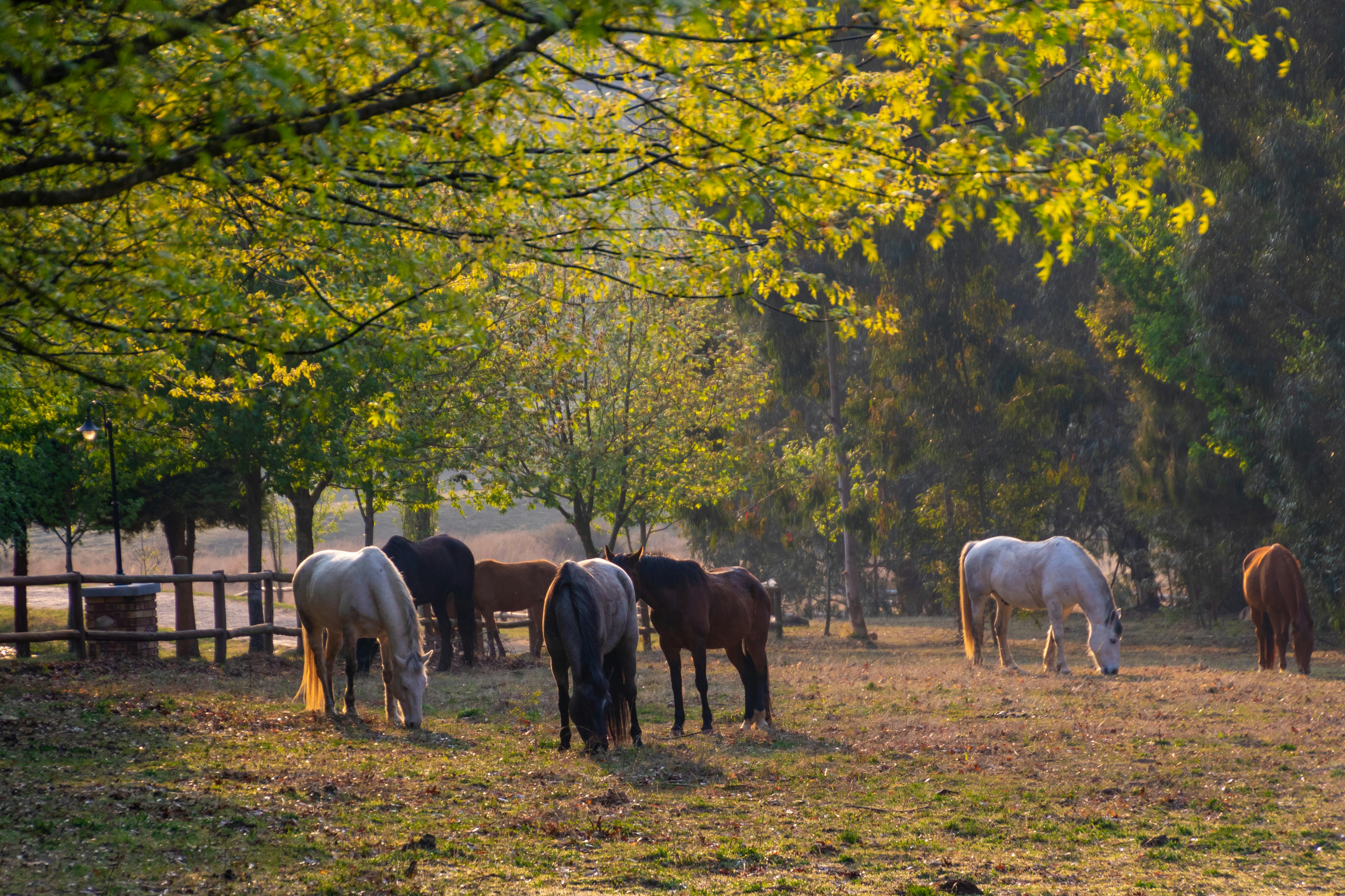 Free stock photo of animals, farm, farm animals