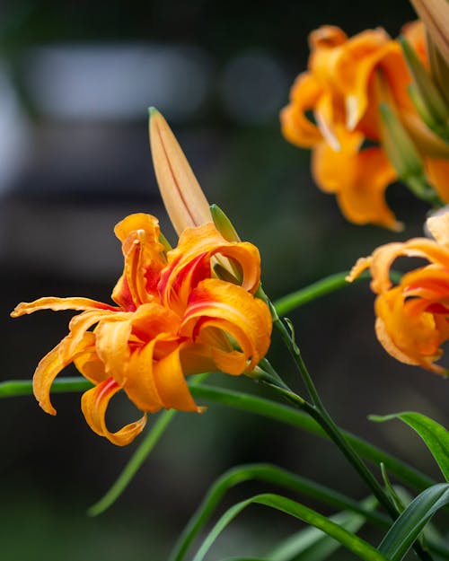 Close Up Photo of a Flower