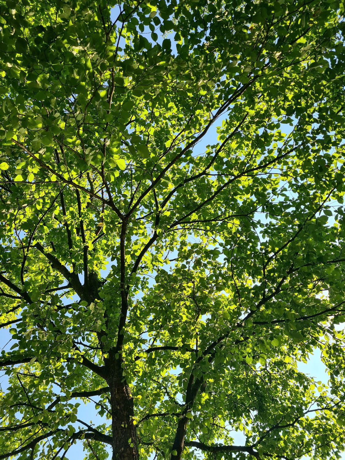 BAUM · Free Stock Photo
