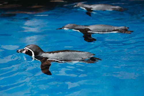 Penguins on Body of Water
