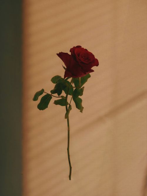 Free A single red rose casting shadows on a warm, sunlit background. Stock Photo