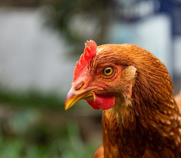 Close-Up Shot Of A Chicken 