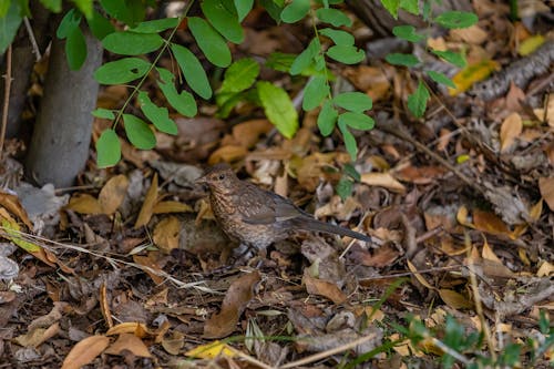 Brown Bird Perched Beside Fallen Leaves