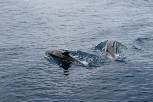 Δωρεάν στοκ φωτογραφιών με άγρια φύση, βρεγμένος, δελφίνια Φωτογραφία από στοκ φωτογραφιών