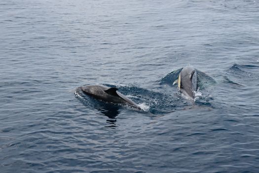 Two dolphins gracefully swim through the crystal-clear ocean waters.