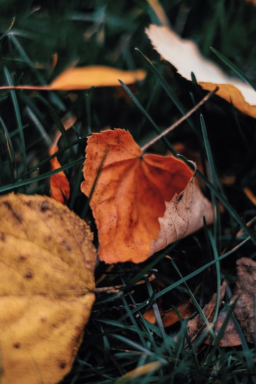 Free Autumn leaves scattered on the grass, showcasing vibrant fall colors. Stock Photo