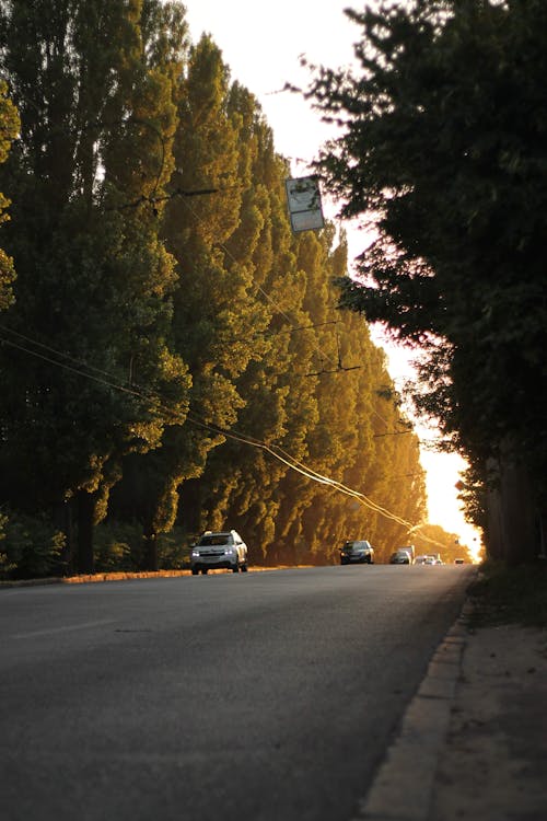 Photos gratuites de arbres verts, automobiles, déplacer des voitures