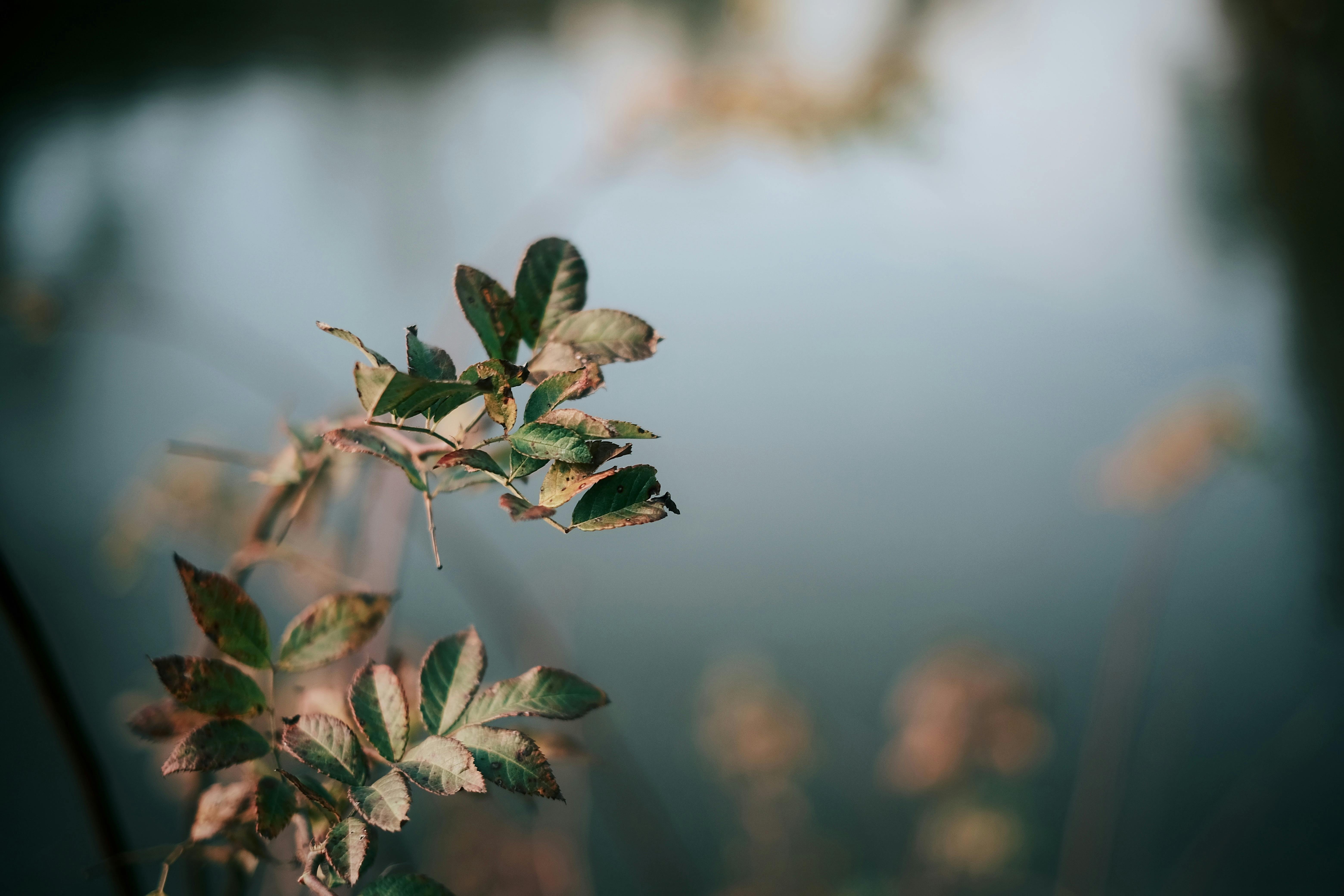 Selective Focus Photograph Of Plant Leaves · Free Stock Photo