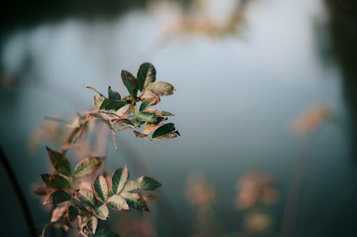 Selective Focus Photograph of Plant Leaves