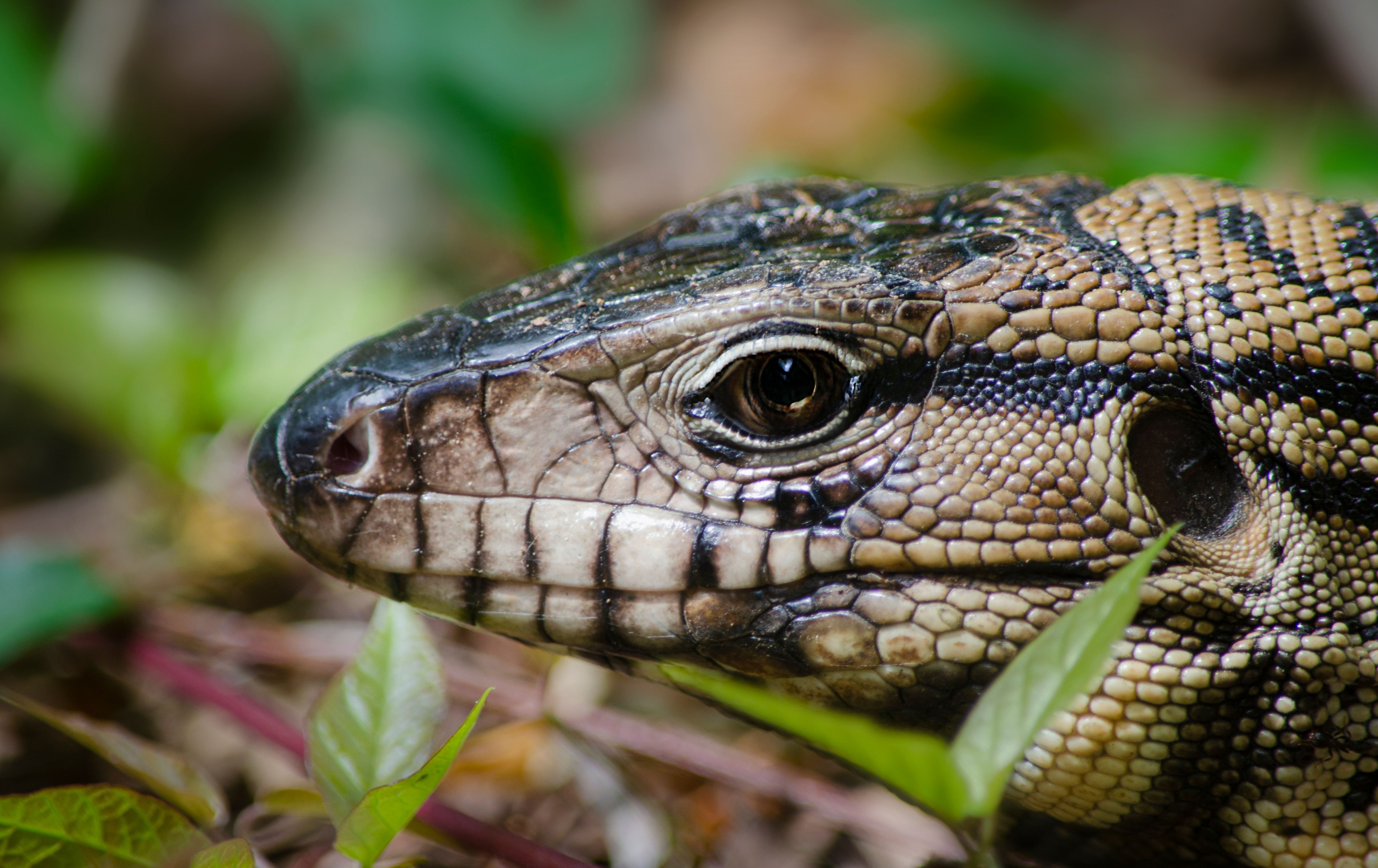 Detailed close-up of a lizard's eye and scales amidst greenery.