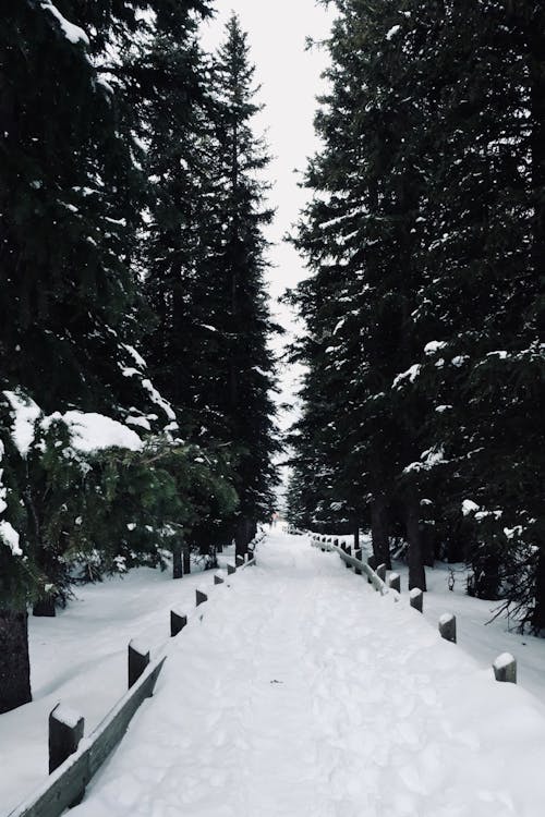 Snow Covered Pathway Between Trees