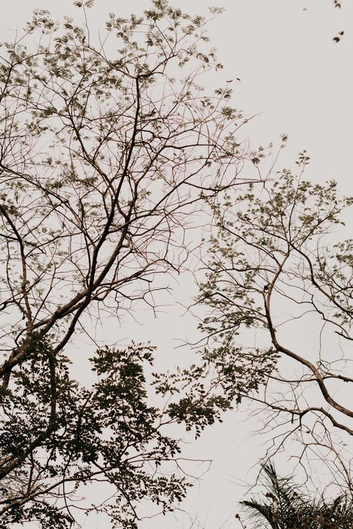 Free A minimalist capture of bare tree branches silhouetted against a white sky, exuding calmness. Stock Photo