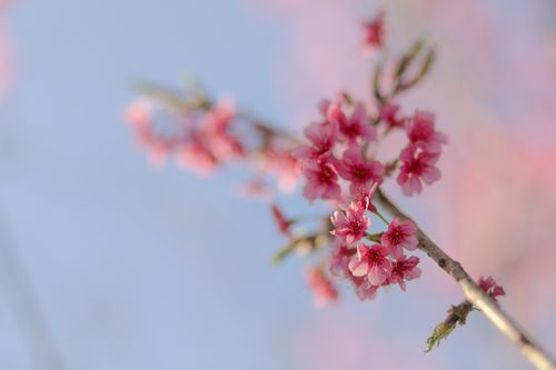 Free Vibrant cherry blossoms blooming in spring, captured in close-up against a clear blue sky. Stock Photo