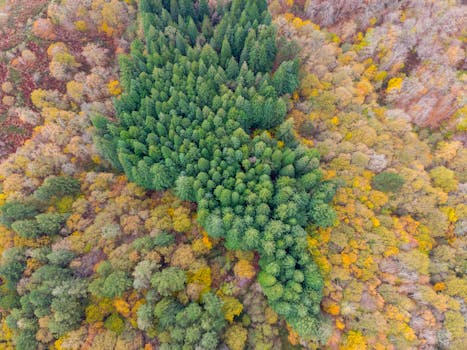 Captivating aerial view of a colorful autumn forest in Cabezón de la Sal, Spain.