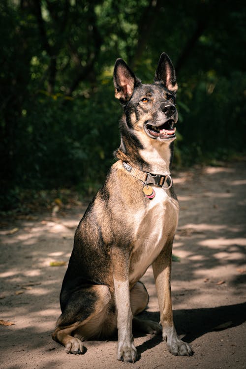 A Dog Sitting on the Ground