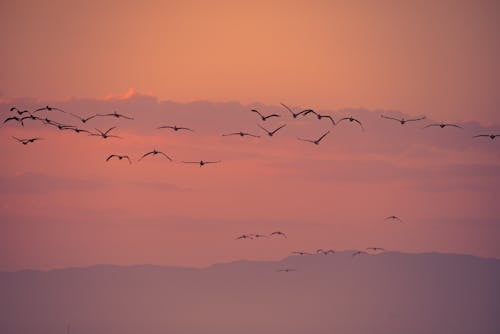 Silhouette of Birds Flying in the Sky during Sunset