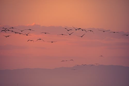 Kostenloses Stock Foto zu dämmerung, fliegen, goldene stunde