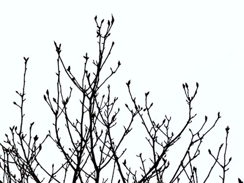 Free stock photo of nature Stock Photo