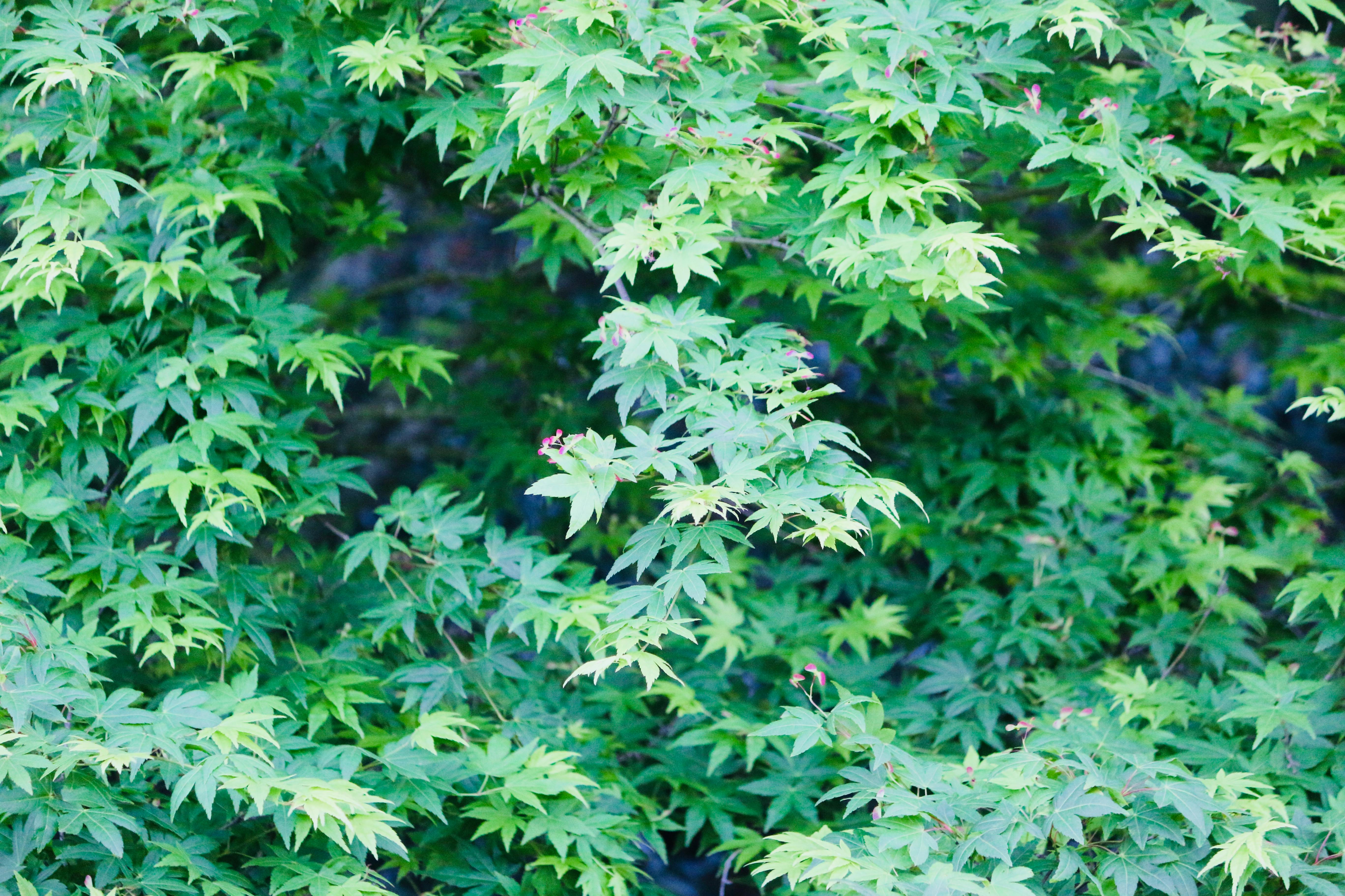 free-stock-photo-of-green-leaves