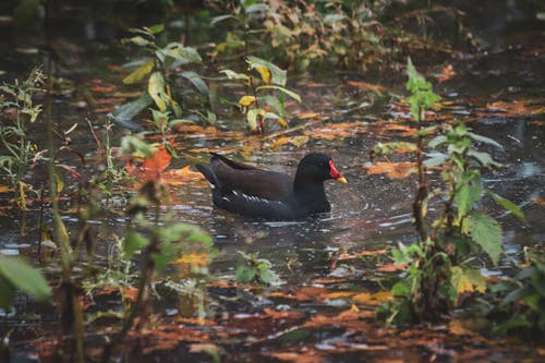 Ilmainen kuvapankkikuva tunnisteilla allas, ankka, everglades