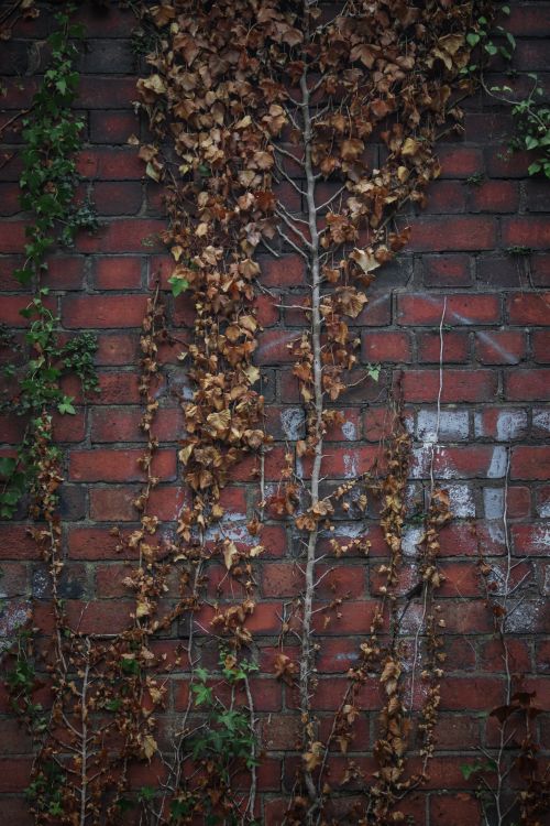 Free Brick wall covered with climbing ivy and vines showcasing natural urban texture and decay. Stock Photo