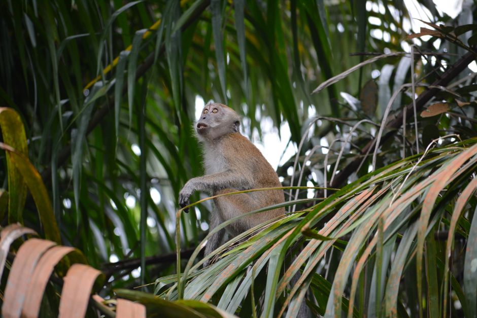 Randonnée dans la Réserve Pacaya-Samiria - Observation des singes