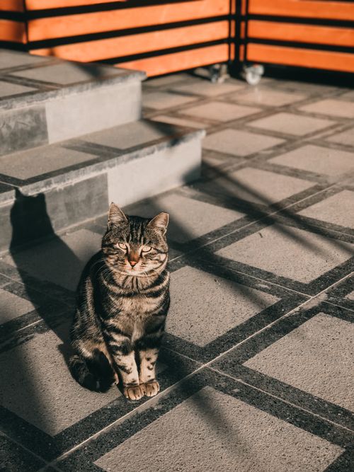 Free A tabby cat enjoys sunlight on a geometric patterned pavement with shadows cast by steps. Stock Photo