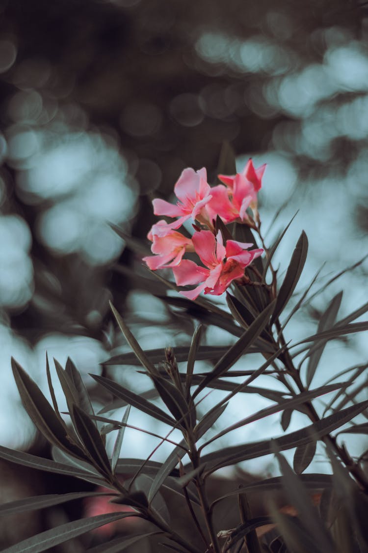 Beautiful Pink Flower Plants