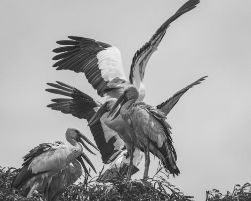 Free Monochrome photo of Asian openbill storks in Bangkok, capturing their natural behavior. Stock Photo