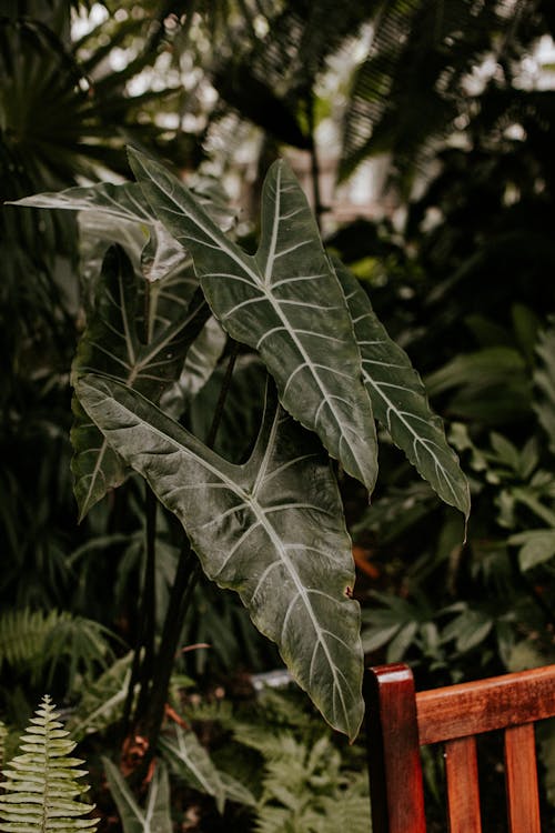 Kostenloses Stock Foto zu alokasie longiloba, araceae, blühende pflanze